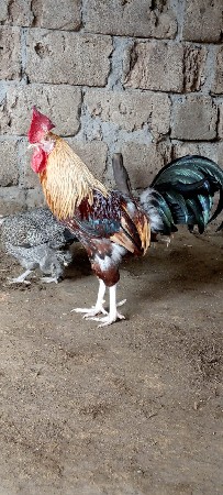 થંબનેલ 3