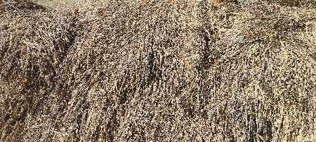 નીણ વેસવાની છે