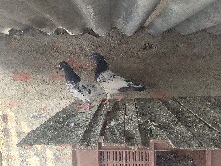 કબૂતર વેચવાના છે