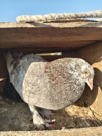 થંબનેલ 3