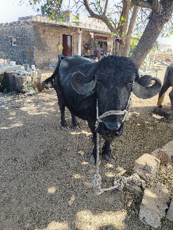 थंबनेल 3