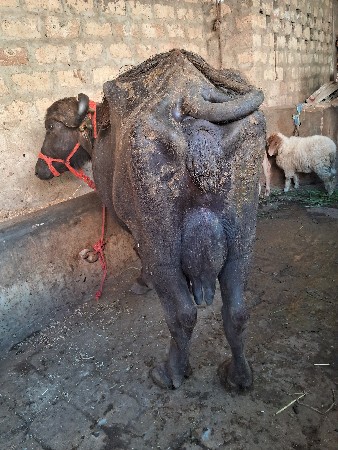 થંબનેલ 6