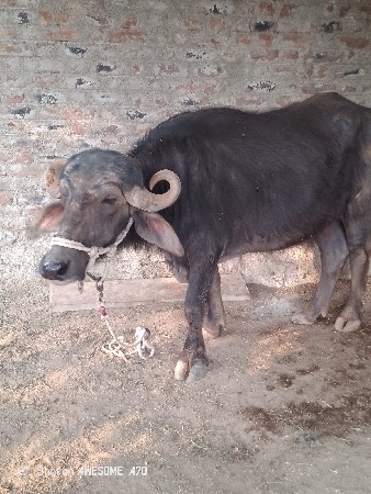 ત્રણ વર્ષની ખરીદી