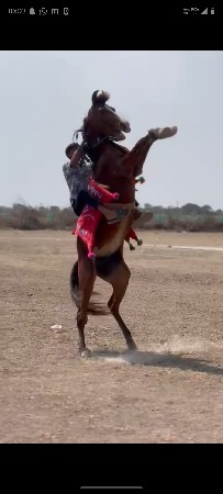 અઢી વર્ષની ઘોડી