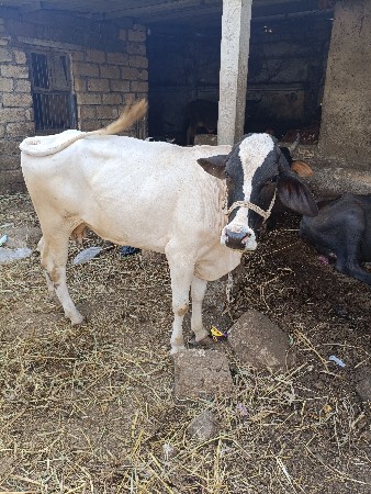ગાય વેચવાની સે જરશી વોકી વેચવાની