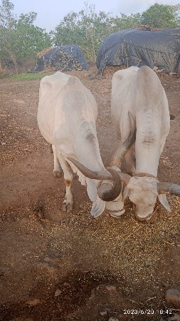 હા બળદ વેચવાના છે સાવ સુજા છે