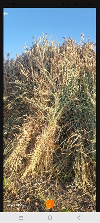 જુવાર નો સારો છે 30વિઘા