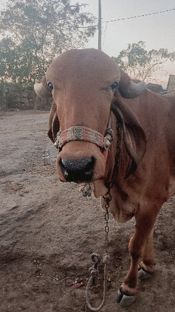 થંબનેલ 3