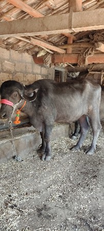 પેલું વેતર છે