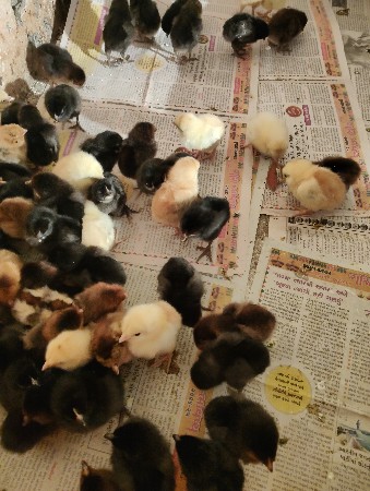 थंबनेल 5