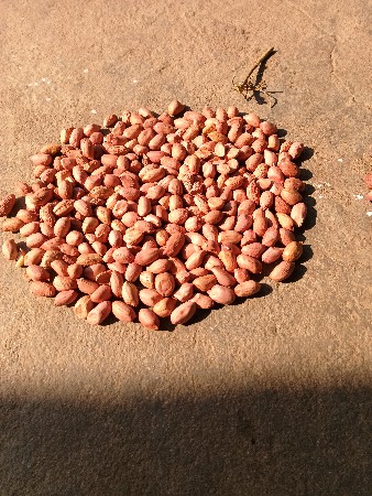 વિસ નંબર માંડવી કોરી છે