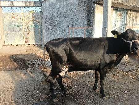 આ ગાય
 વેચવાની છે