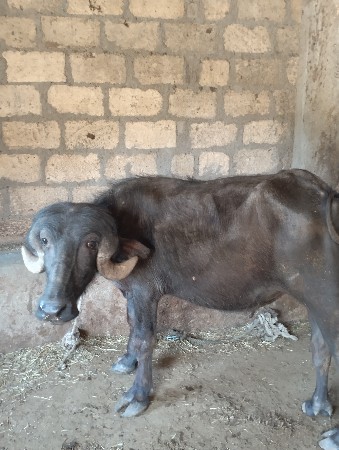 પાડો વેચવાનો છે