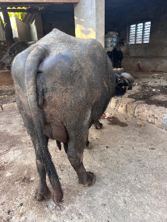 ભેશ વેચવાની છે