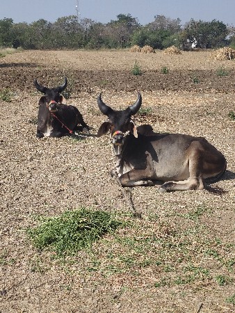 થંબનેલ 2