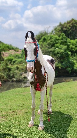 થંબનેલ 2