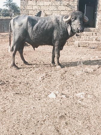 થંબનેલ 2