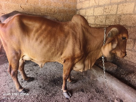 વેચવાની છે