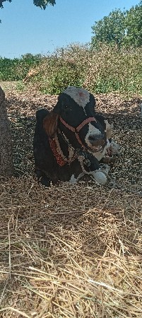 થંબનેલ 3