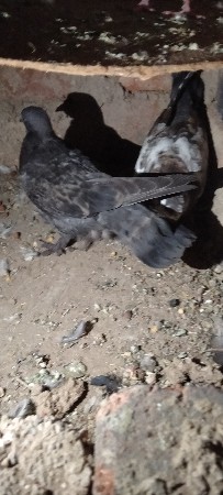 થંબનેલ 3