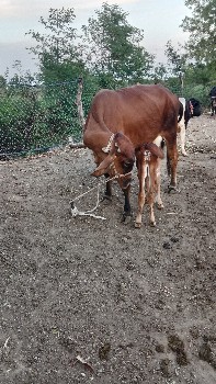 थंबनेल 3