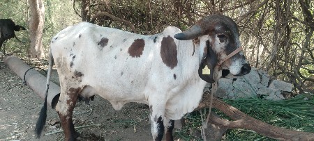 थंबनेल 2