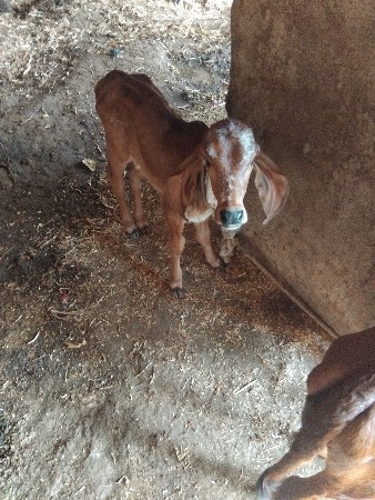 थंबनेल 3