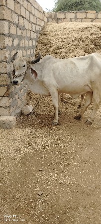 થંબનેલ 3