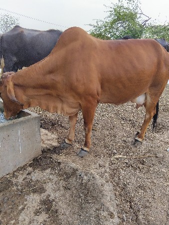 ગાય વેશવાની એક મયનાનીવારશે