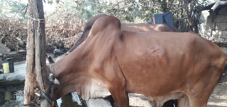 થંબનેલ 3