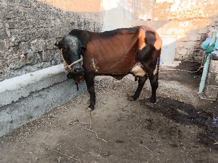 ગીર કોસ ગાય વેસવા ની છે