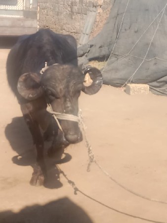 થંબનેલ 2