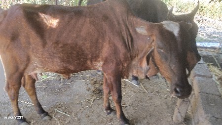 થંબનેલ 3