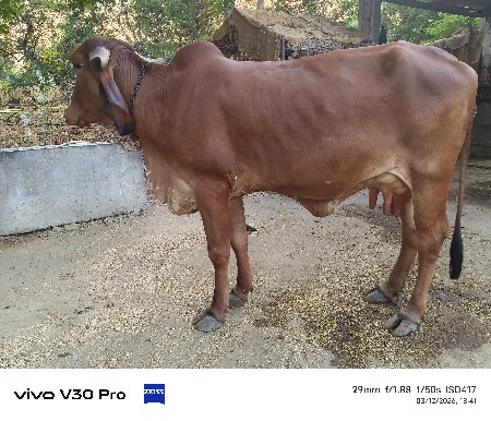 full jvabdari 6 litar dudh