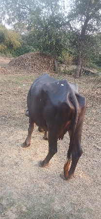 Hello! મારે પશુ વેચવું છે