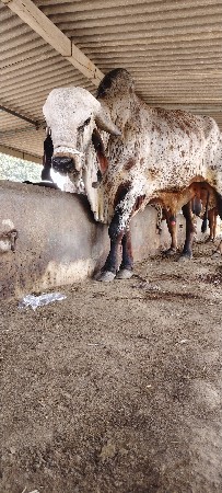 थंबनेल 2