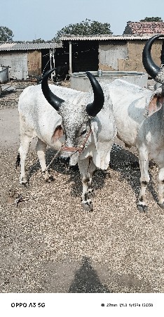 બળદ વેશવાના છે