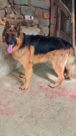 જર્મન શેફર્ડ મેલ બાર મહિનાનું