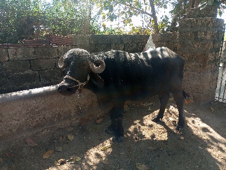 ખડેલૂ વેચવાનું છે.