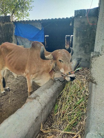 થંબનેલ 2