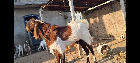 થંબનેલ 3