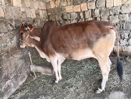 ગીર દેસી મીક્સ