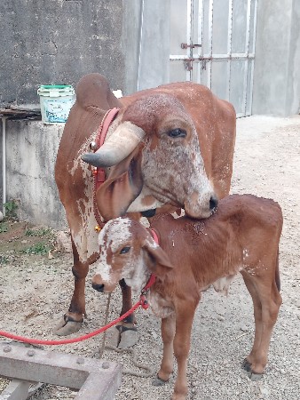 ગીર ગાય વેચવાની છે