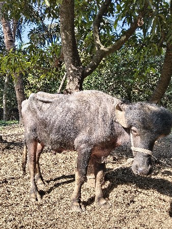 थंबनेल 3