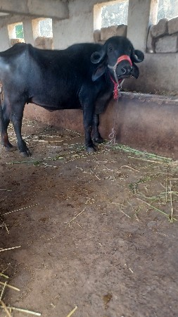 थंबनेल 2