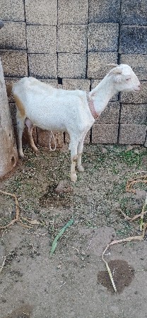 થંબનેલ 3