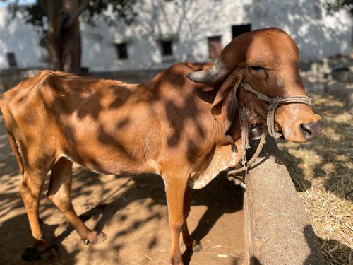 ગીર હોળકી વેચવાની છે.