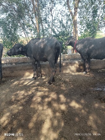 બે કરેલી વેચવાની છે