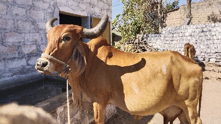 થંબનેલ 3