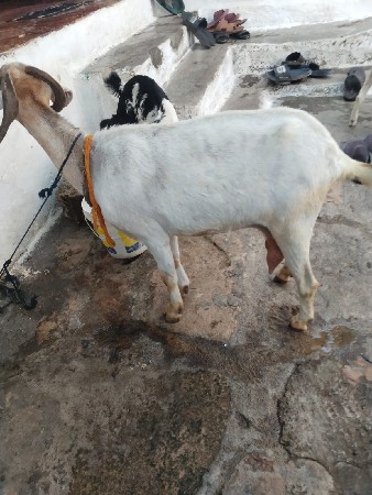 1 બકરી 2 બચ્ચા